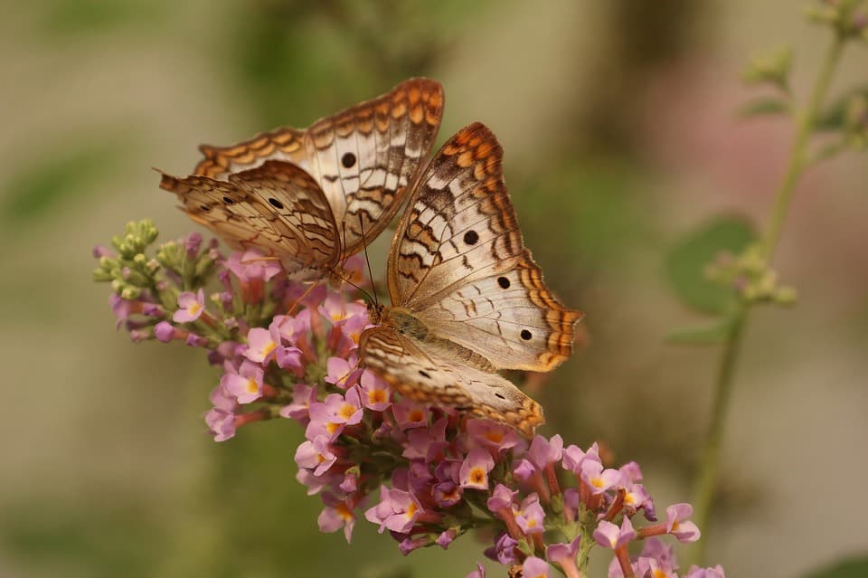 papillon Micropolis Aveyron vacances hiver