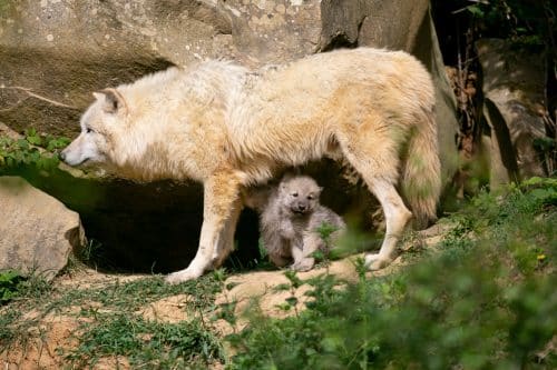 bébés zoo Thoiry