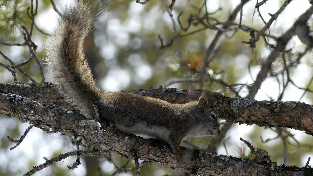 écureuil dans un arbre