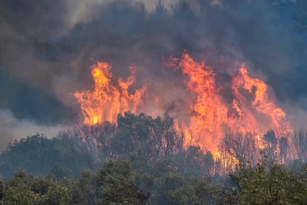 Incendie-foret