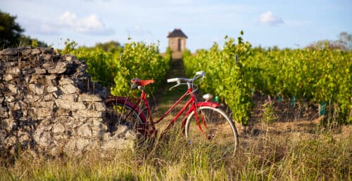 Musette et bicyclette : découvrir à vélo les vignobles de l'Héraut.