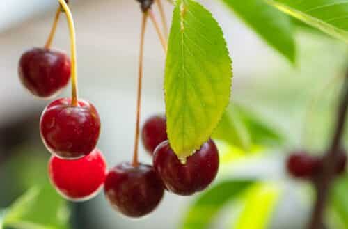 Cerises