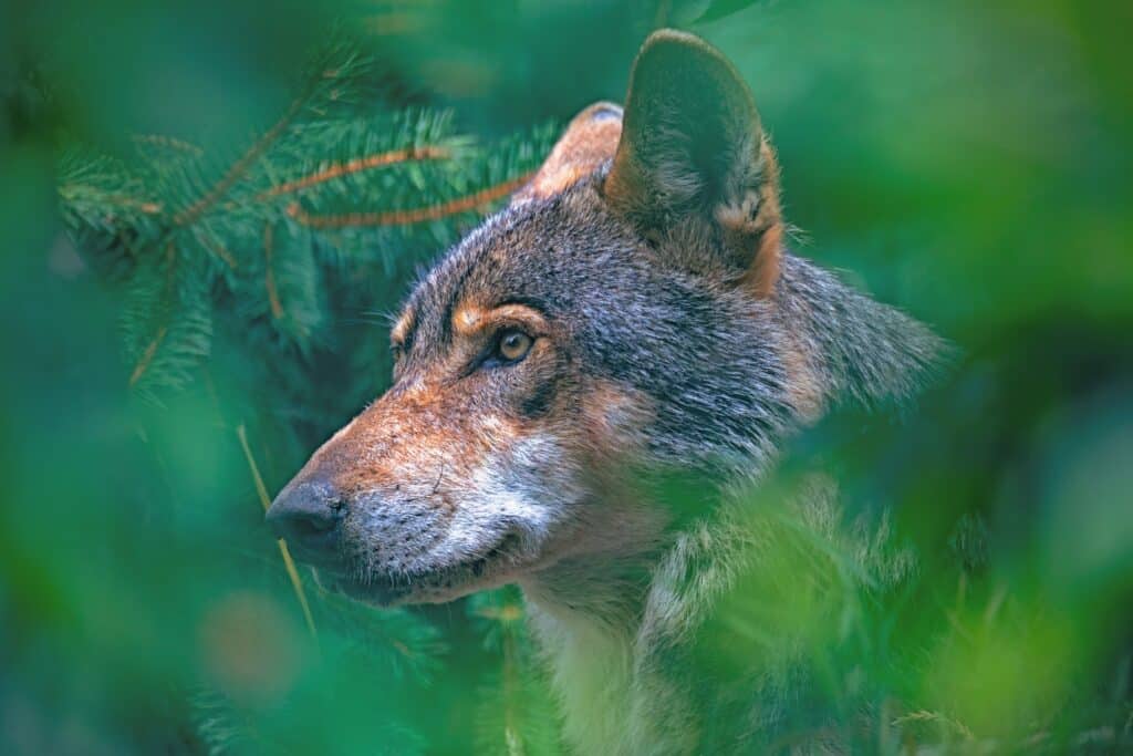 loup pyrénées