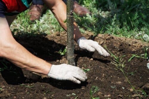 plantation arbre