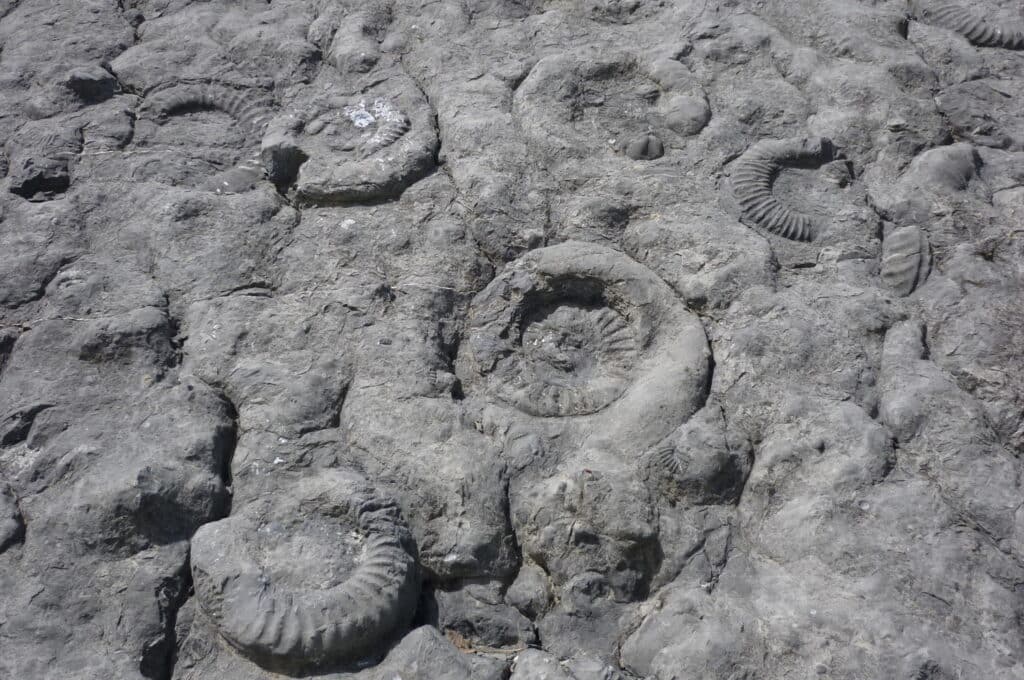 La dalle aux ammonites, le lieu emblématique du Géoparc de Haute-Provence.