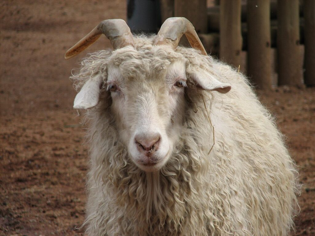 chèvre Angora