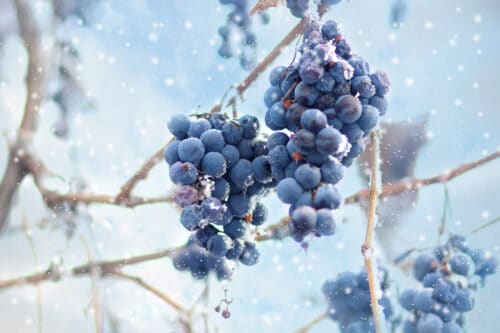 Les vendanges de la Saint-Sylvestre, un réveillon qui sort de l'ordinaire !