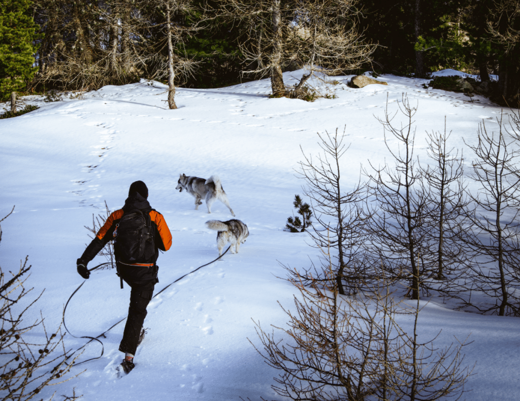 Homme marchant avec des chiens dans un paysage de neige hivernale à la Lauzet-Ubaye, Alpes-de-Haute-Provence - vigilance avalanche alpes