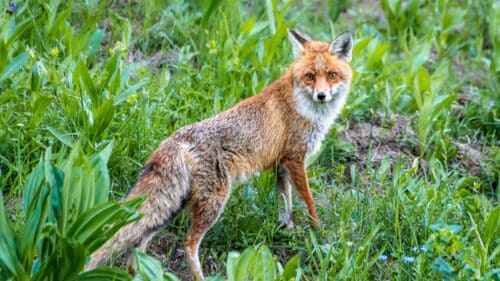 Renard rouge dans les Alpes françaises