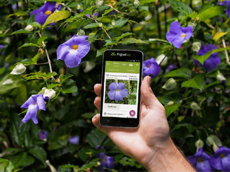 L'application Pla@ntNet permet à Atmo d'affiner ses modèles statistiques