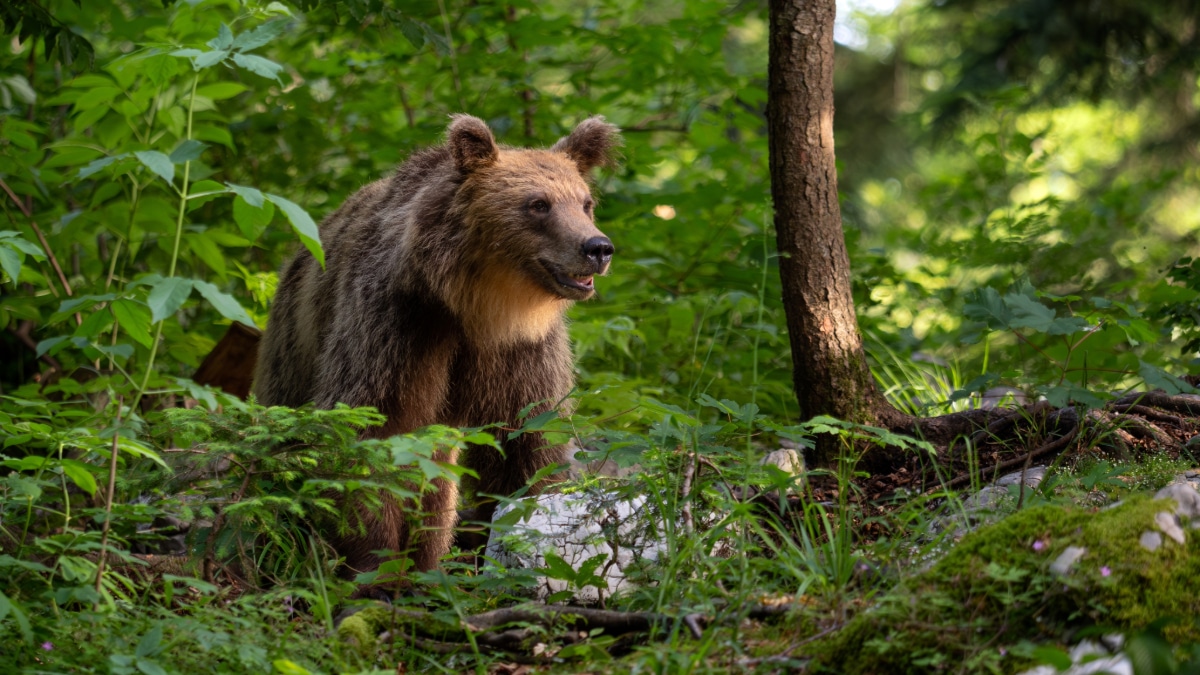 Un ours brun.