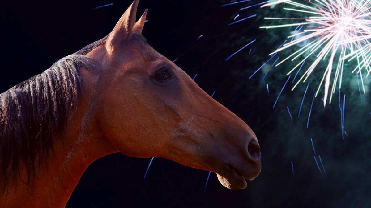 Un cheval avec des feux d'artifice en arrière-plan.